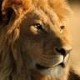 thelionsroar Avatar