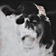Paimon Darkwell's avatar