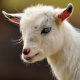 GoaLitiuM's avatar