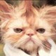 moxey's avatar