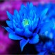 avatar Firsty Chrysant