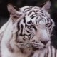 tigermeg's avatar