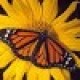 Tammie E's avatar