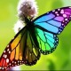 Regenboogvlinder's avatar