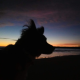 Avatar de shiflarg