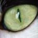 christianvn's avatar