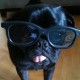 puggymcfat's avatar