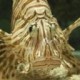 spudsie's avatar