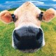 Julia McKenzie's avatar