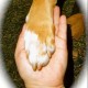 Hand4Paws's avatar
