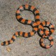 snake Buddies's avatar