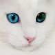 laila Avatar