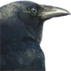 crow's avatar