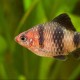 FishyTank11's avatar