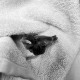 Pourgardin's avatar