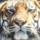Geaux Tiger's avatar