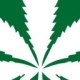 marijuanacannabis's avatar