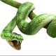Avatarul lui Snake