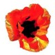 Emily's avatar