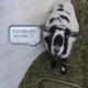 Yosef Orlow's avatar