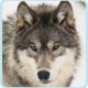 hikingguy73's avatar