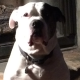 HirsuteDawg's avatar