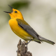 Manthan Bhansali Avatar