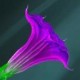 nmbpro's avatar
