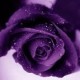 Tara Rose's avatar