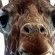 Avatar de Girafe Cosmique