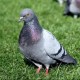 pigeonblog's avatar