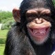 Avatar de Mr. Monkey
