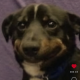 usCFAplnX