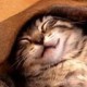 Tom Cat's avatar