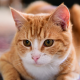 onespoiledcat's avatar