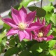 Judy@NewEnglandGardenAndThread's avatar