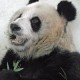 Bugger (the Panda)'s avatar