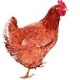 Red Hen's avatar