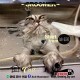 Triple B Pet Service's avatar