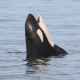 Avatar di The Whalewatcher