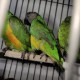 أفاتار غير معروف