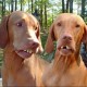 dilbert dogbert's avatar