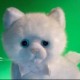 kittyreporter's avatar