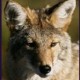 coyoteprime's avatar