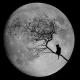 Greycat's avatar