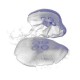 Moon Jellyfish's avatar