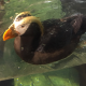 Waterbird's avatar