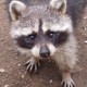 naschbaer's avatar