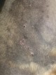 My dogs skin, and hair does not grow back for several months