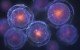 Stem Cell health